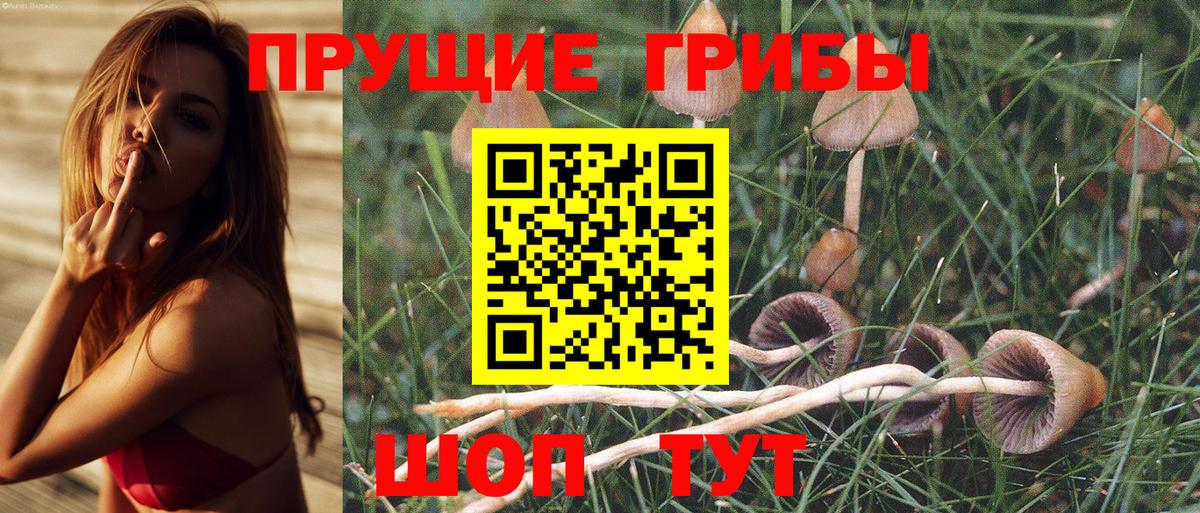 Псилоцибиновые грибы GOLDEN TEACHER Сунжа